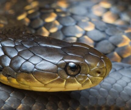 Close up of a tiger snake face