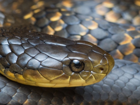 Close up of a tiger snake face