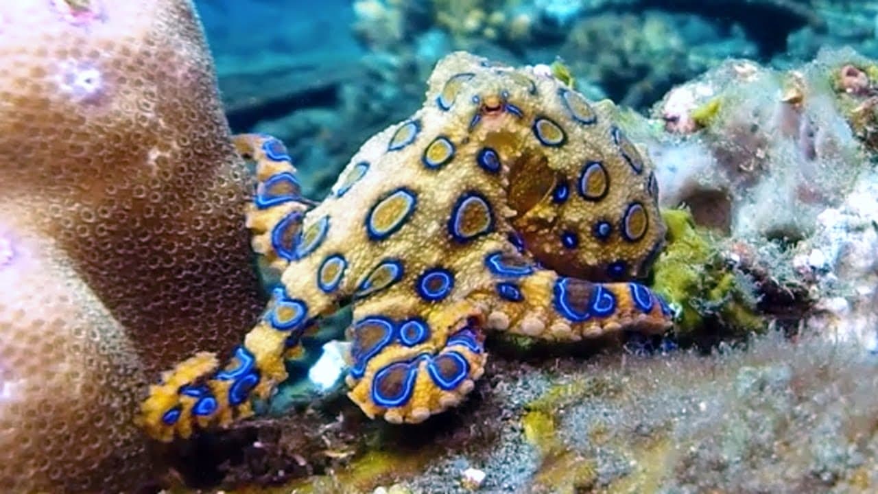 Why its a terrible idea to pick up a blue ringed octopus