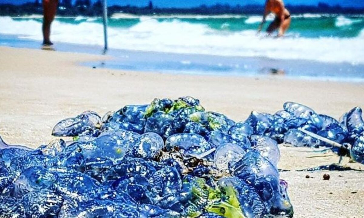 Invasion of the Bluebottles in Gold Coast- First Aid Accident and