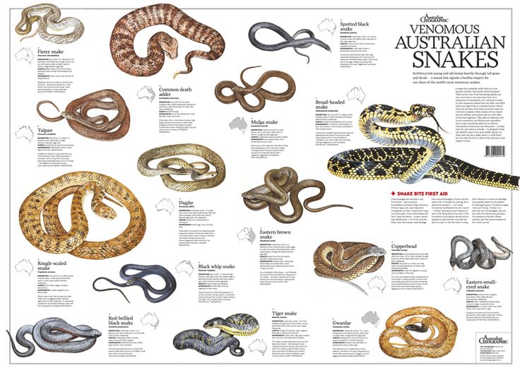 Venomous snake identification chart